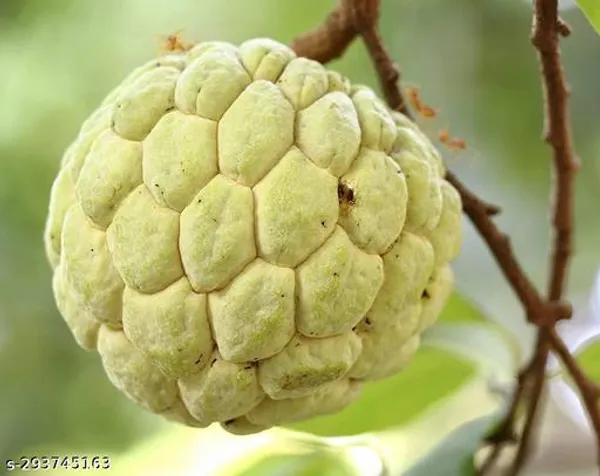 Ariya_Custard_Apple_Balanagar_Green_Sugar_Apple_Sitafal_Ata_Fruit_Plants