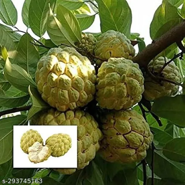 Ariya_Custard_Apple_Balanagar_Green_Sugar_Apple_Sitafal_Ata_Fruit_Plants