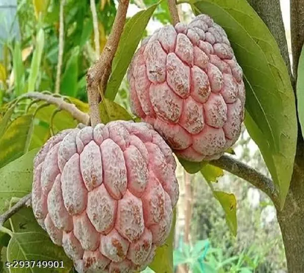 Red_Custard_Apple_Ata_Fruit_Plant