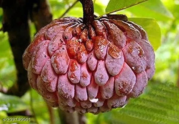 Red_Custard_Apple_Ata_Fruit_Plant