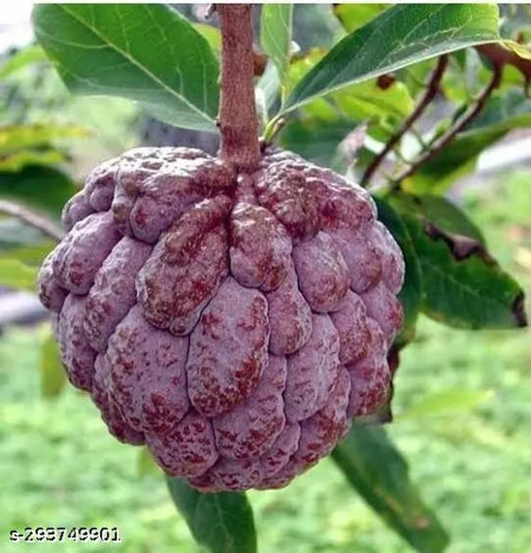 Red_Custard_Apple_Ata_Fruit_Plant