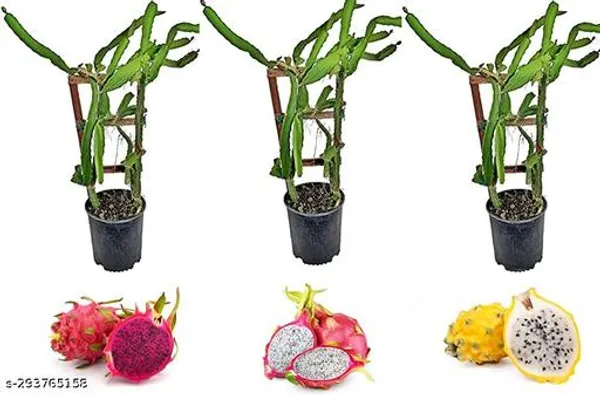 Dragon_Fruit_Combo_Pack_Of_3