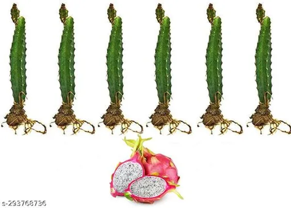 Dragon_Fruit_Plant_Combo_Pack_Of_6
