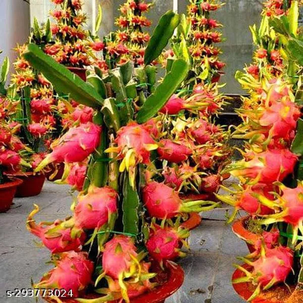 Best_Quality_Dragon_Fruit_Plant_Combo