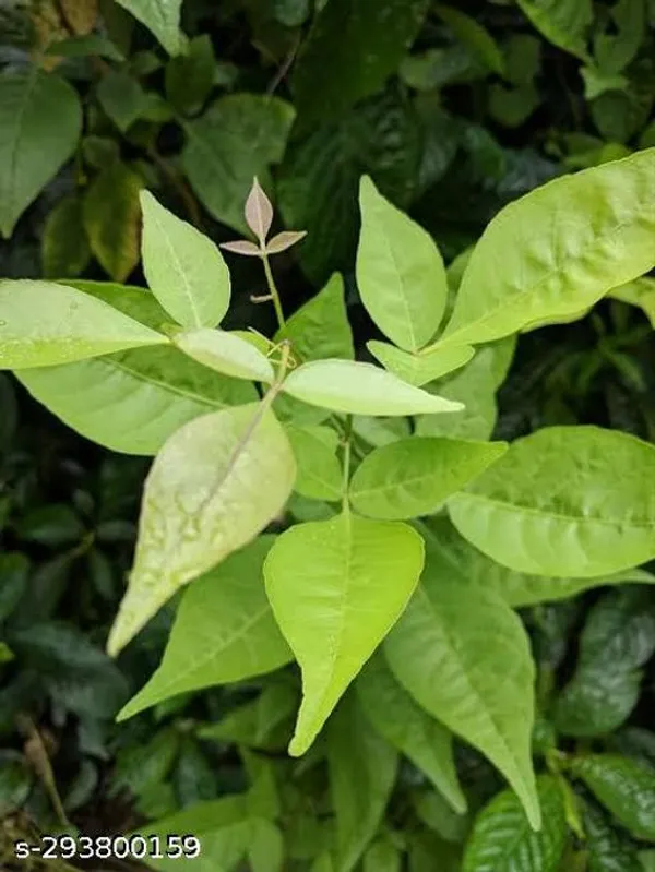 Best_Quality_Bilva_Patra_Bel_Tree_Plant