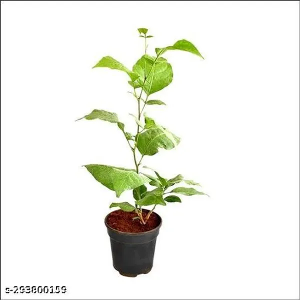 Best_Quality_Bilva_Patra_Bel_Tree_Plant