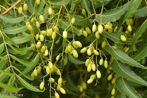 Neem_Tree_Plant