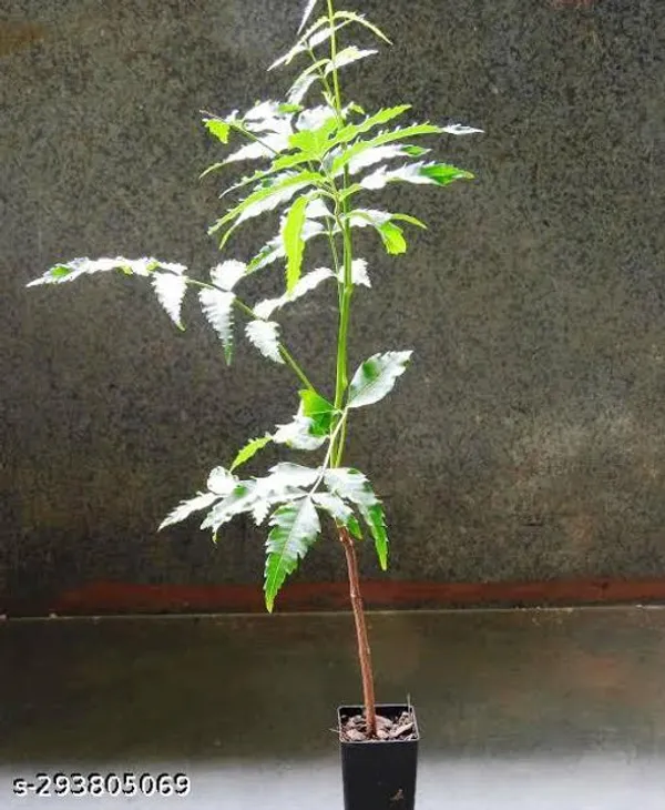 Neem_Tree_Plant