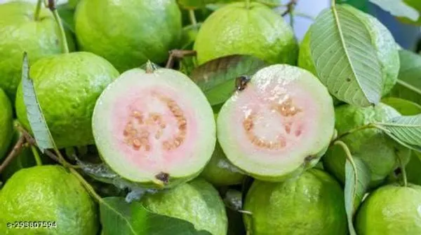 Thai_White_Guava_Tree_Plant