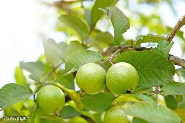 Thai_White_Guava_Tree_Plant