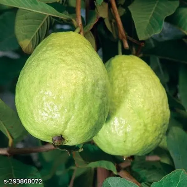 White_Guava_Fruit_Tree_Plant