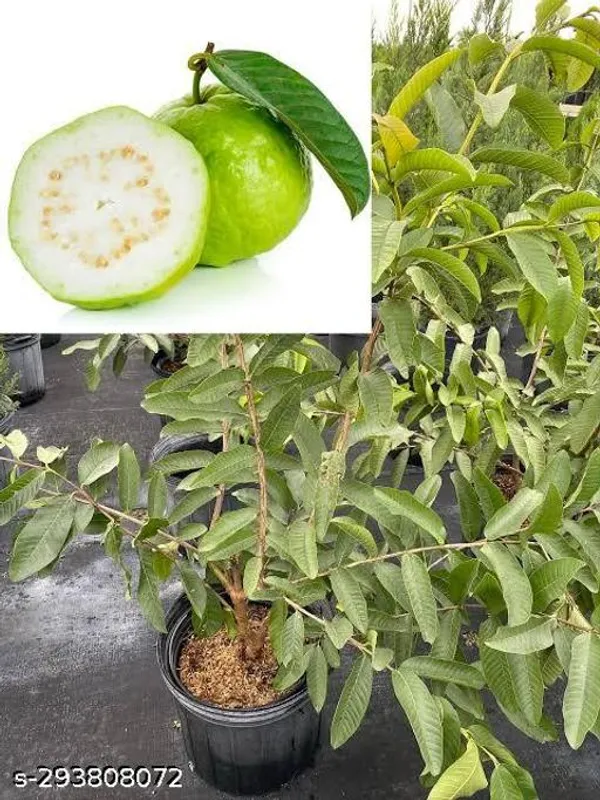 White_Guava_Fruit_Tree_Plant
