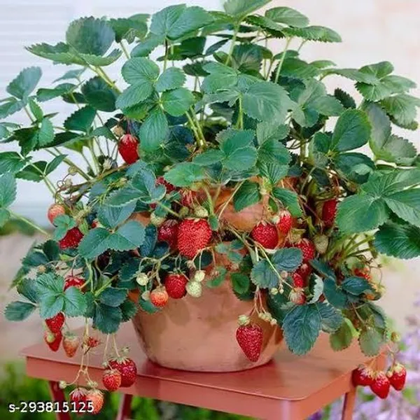 Strawberry_Fruit_Plant