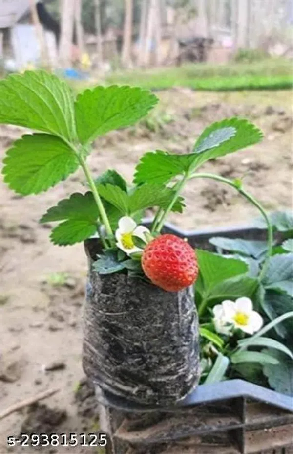 Strawberry_Fruit_Plant