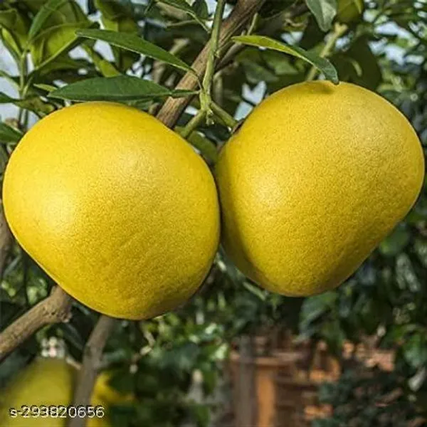 Best_Quality_Batabi_Lebu_Lemon_Plant