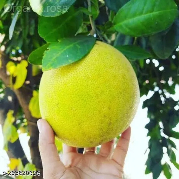 Best_Quality_Batabi_Lebu_Lemon_Plant
