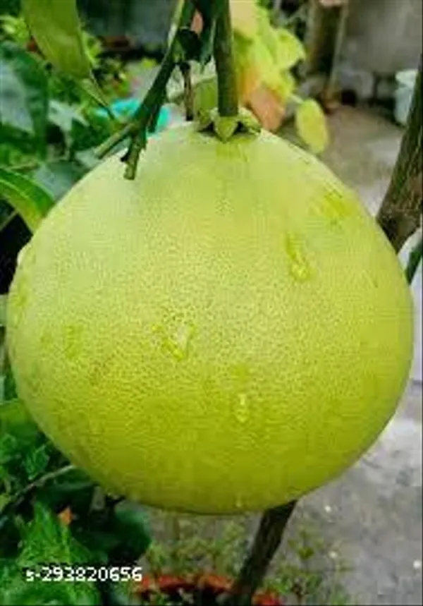 Best_Quality_Batabi_Lebu_Lemon_Plant