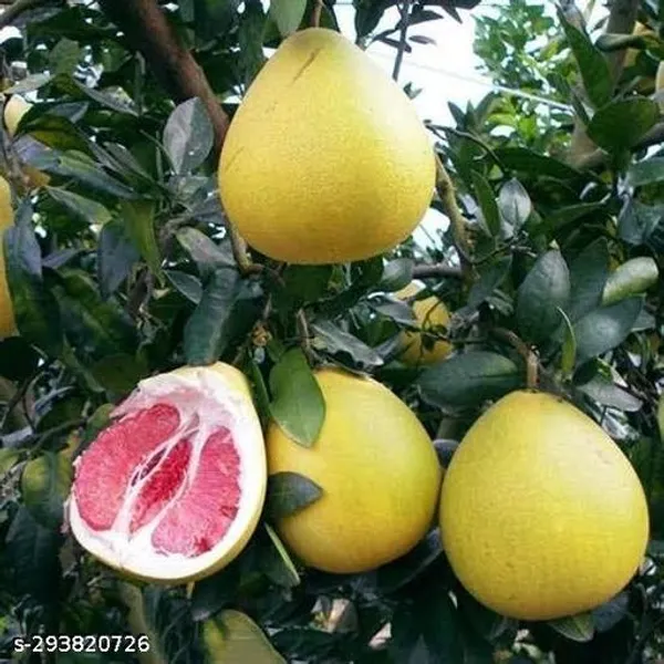 Batabi_Lebu_Lemon_Plant