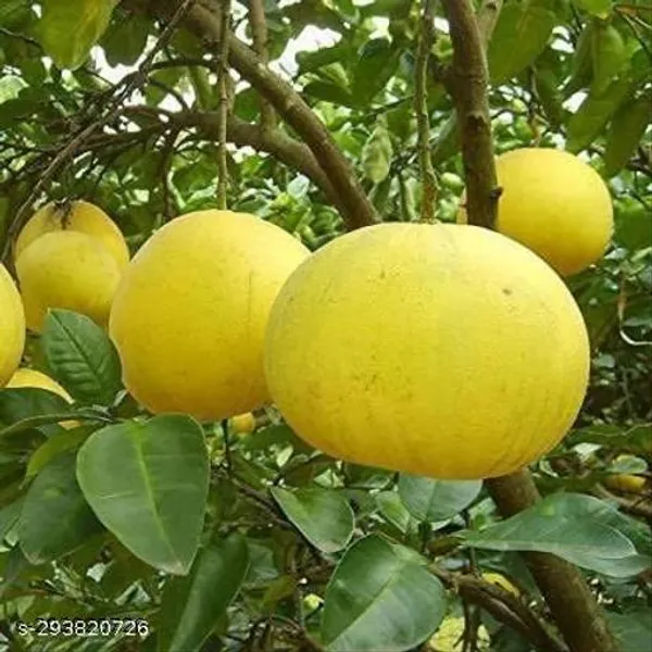 Batabi_Lebu_Lemon_Plant