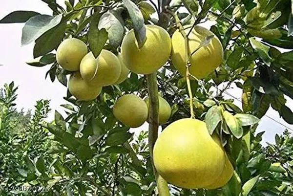 Batabi_Lebu_Lemon_Plant