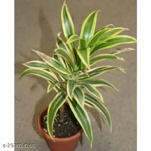Dracaena_Plant