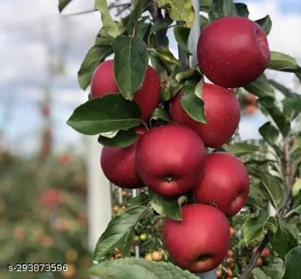 Apple_Fruit_Tree_Plant