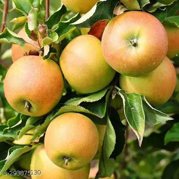 Trio_Fruit_Apple_Tree_Plant