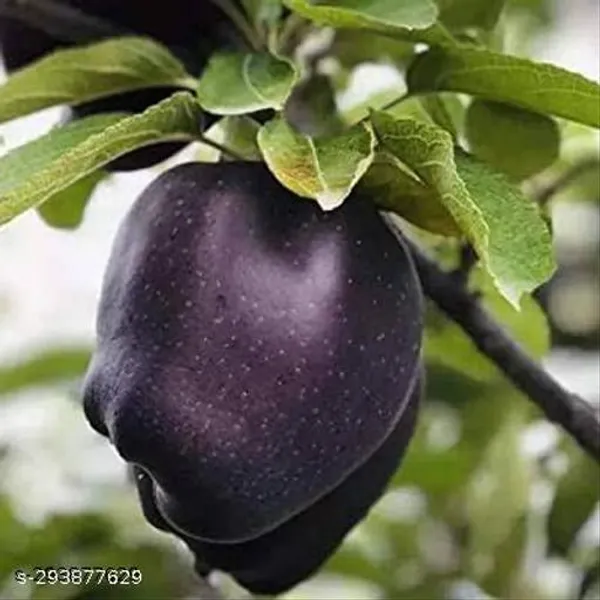 Black_Apple_Plant