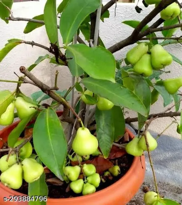 Jamrul_Tree_Plant