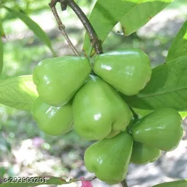Hybrid_Jamrul_Fruit_Plant