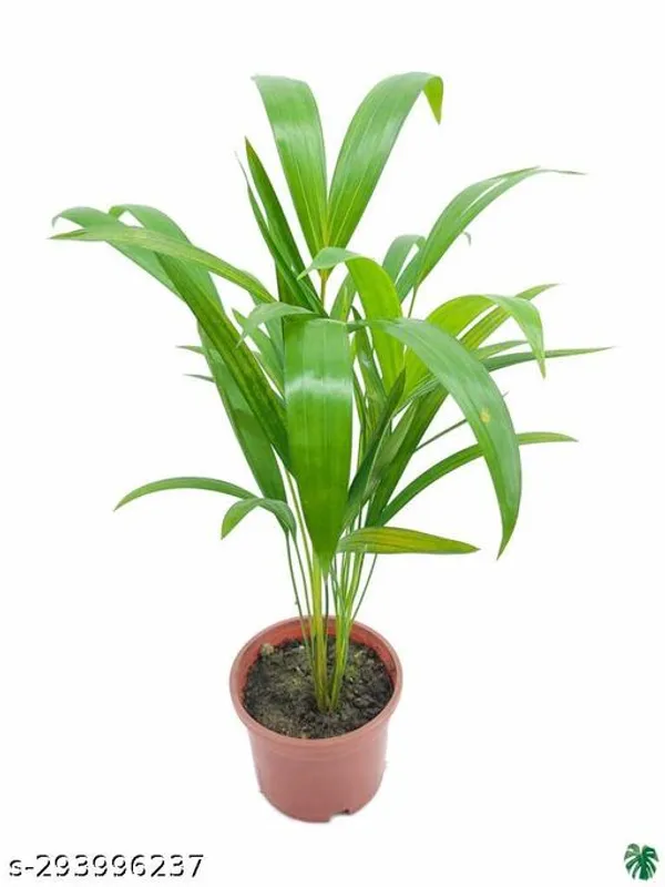 Areca_Palm_Pant_Tree_Indoor