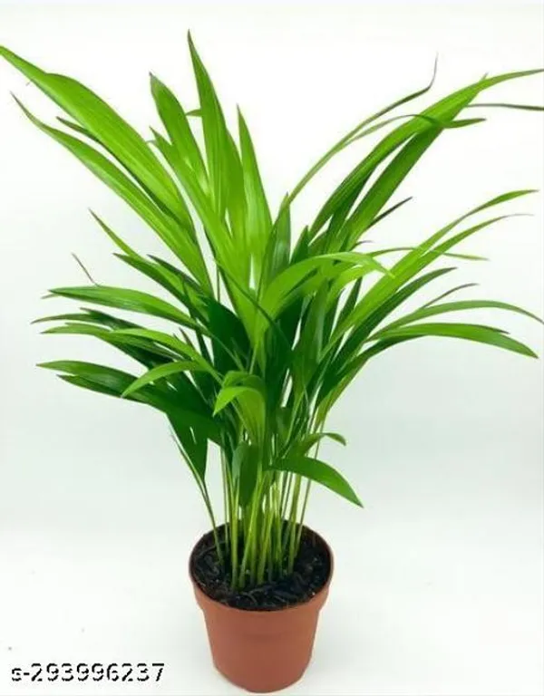 Areca_Palm_Pant_Tree_Indoor