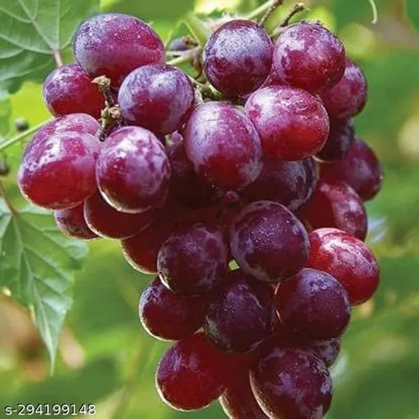 Sweet_Red_Grape_Fruit_Plant