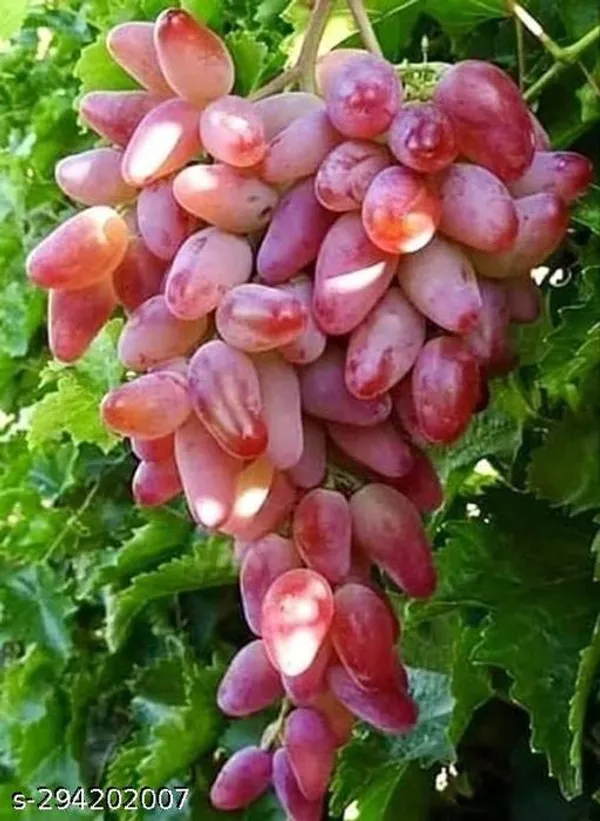Green_Phobia_Grape_Fruit_Plant