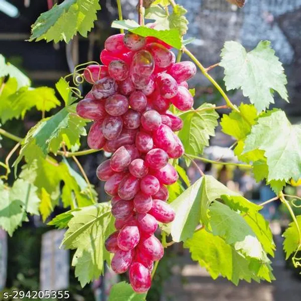 Best_Quality_Red_Grapes_Angoor_Plant