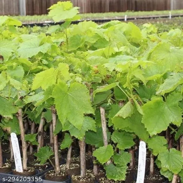Best_Quality_Red_Grapes_Angoor_Plant