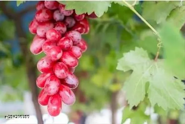 Best_Quality_Red_Grapes_Angoor_Plant