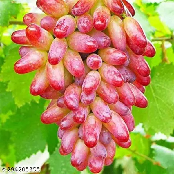 Best_Quality_Red_Grapes_Angoor_Plant