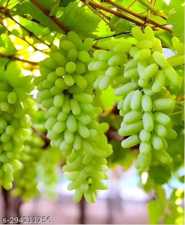 Green_Long_Grape_Angoor_Sweet_Plant
