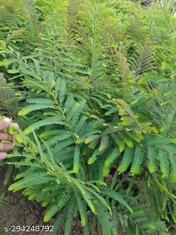 Best_Quality_Amla_Amlaki_Plant