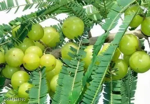 Best_Quality_Amla_Amlaki_Plant