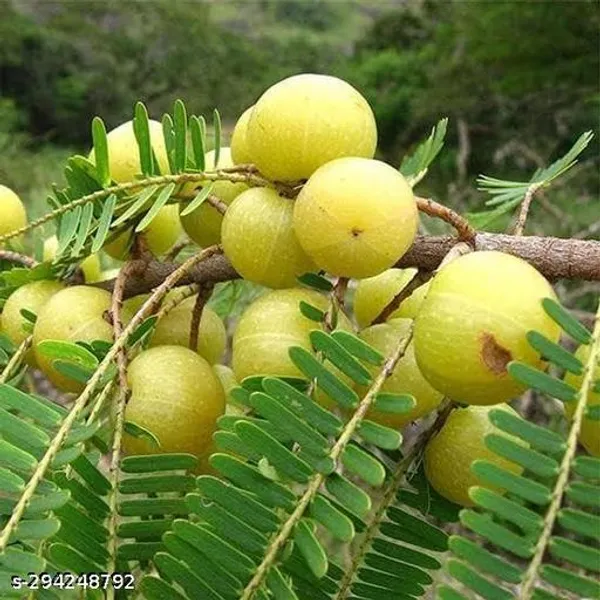 Best_Quality_Amla_Amlaki_Plant
