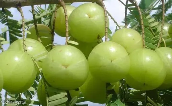 Amla_Amlaki_Fruit_Plant