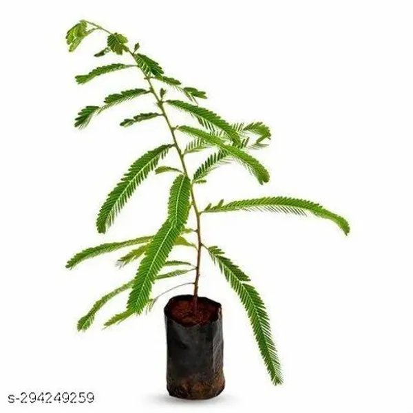 Amla_Amlaki_Fruit_Plant