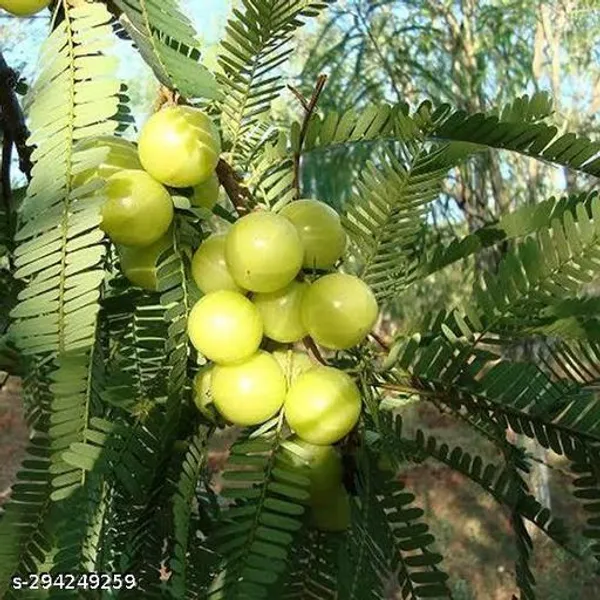 Amla_Amlaki_Fruit_Plant