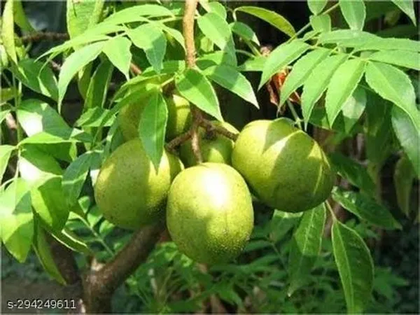 Thai_All_Time_Amra_Plant
