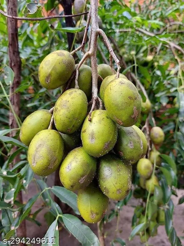 Thai_All_Time_Amra_Plant