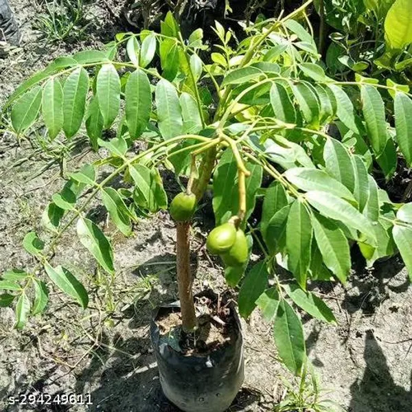 Thai_All_Time_Amra_Plant