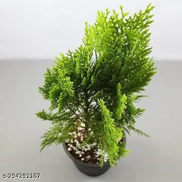 Best_Quality_Jhau_Plant