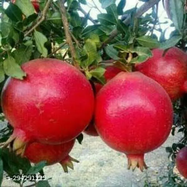 Hybrid_Dalim_Pomegranate_Fruit_Plant